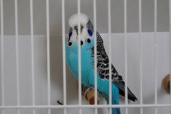 {ۃZLZC(Japan Budgerigar Association)Ƃ